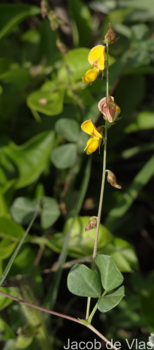 Rhynchosia minima (L.) DC.